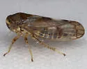 Oncopsis minor - photo 4