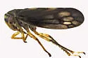 Oncopsis minor - photo 5