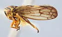 Oncopsis monticola