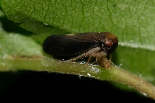 Oncopsis nigrinasi