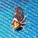 Oncopsis prairiana