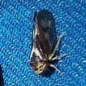 Oncopsis prairiana - photo 2