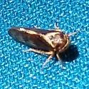 Oncopsis prairiana - photo 3