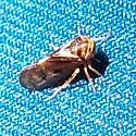 Oncopsis prairiana - photo 4