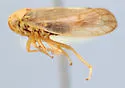 Oncopsis prolixa