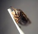 Oncopsis quebecensis