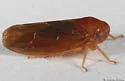 Oncopsis sobria - photo 2