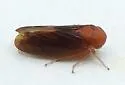 Oncopsis sobria - photo 4