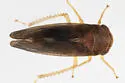 Oncopsis sobria - photo 5