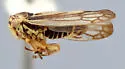 Oncopsis speciosa
