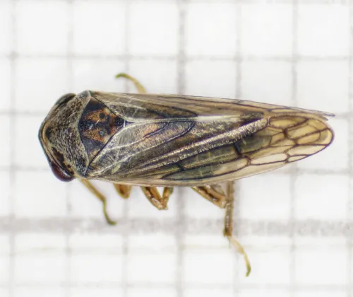 Oncopsis subangulata - Oncopsis subangulata