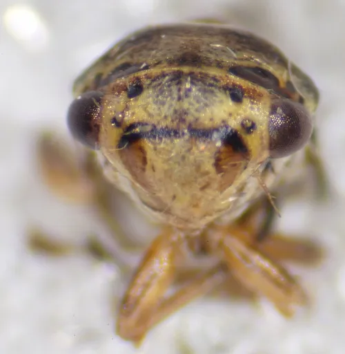 Oncopsis subangulata - photo 2
