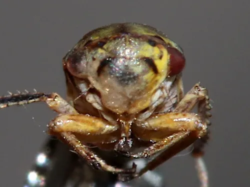 Oncopsis subangulata - photo 3
