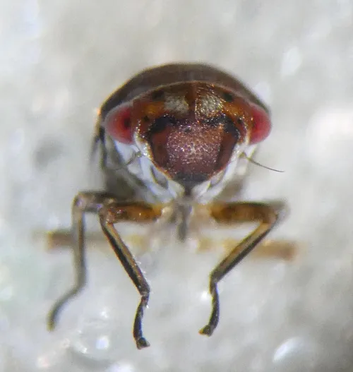 Oncopsis subangulata - photo 4