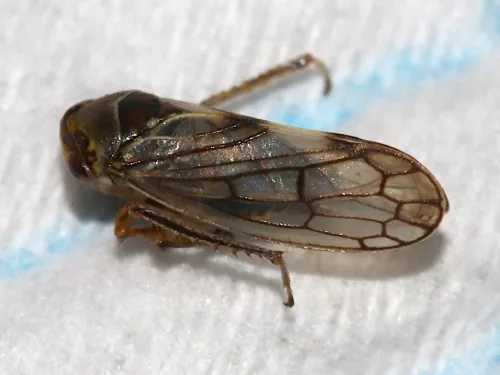 Oncopsis subangulata - photo 6