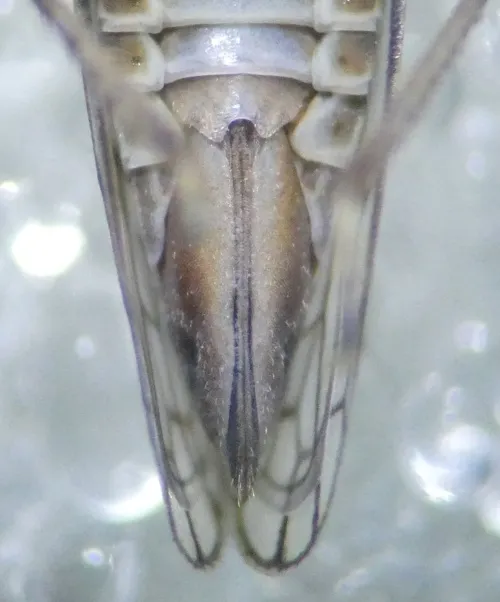 Oncopsis subangulata - photo 7