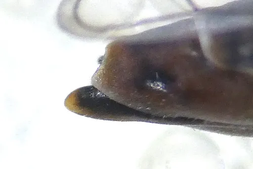 Oncopsis subangulata - photo 8