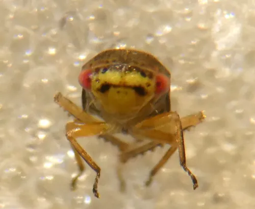 Oncopsis tristis - Oncopsis tristis
