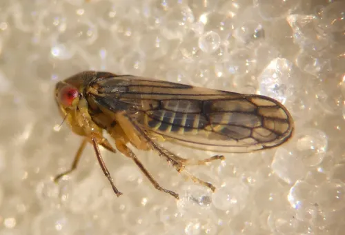 Oncopsis tristis - photo 2