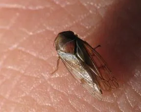 Oncopsis tristis - photo 3