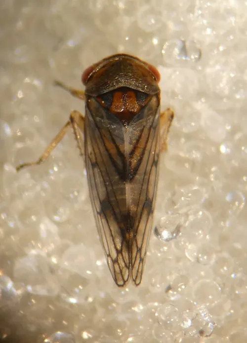 Oncopsis tristis - photo 4