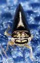 Oncopsis variabilis - Oncopsis variabilis