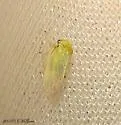 Oncopsis variabilis - photo 2