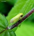 Oncopsis variabilis - photo 3