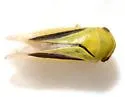 Oncopsis variabilis - photo 4