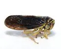 Oncopsis variabilis - photo 5