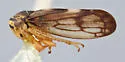 Oncopsis vartyi