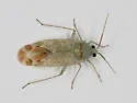 Oncotylus guttulatus - photo 2