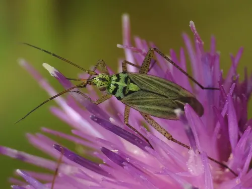 Oncotylus viridiflavus