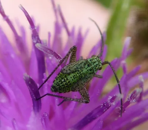Oncotylus viridiflavus - photo 2