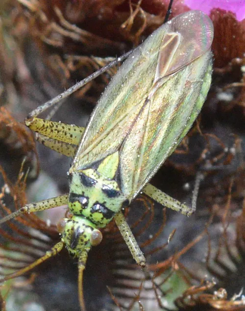 Oncotylus viridiflavus - photo 3