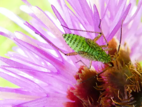 Oncotylus viridiflavus - photo 4