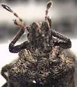 Oncozygia clavicornis - photo 2