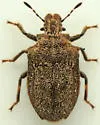 Oncozygia clavicornis - photo 3