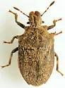 Oncozygia clavicornis - photo 4