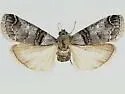 Oneida grisiella - Hodges#5588.1