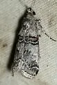 Oneida grisiella - Hodges#5588.1 - photo 2