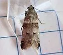 Oneida grisiella - Hodges#5588.1 - photo 3