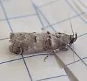 Oneida grisiella - Hodges#5588.1 - photo 4