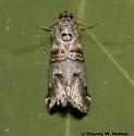 Oneida luniferella - Hodges#5589