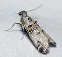 Oneida luniferella - Hodges#5589 - photo 4