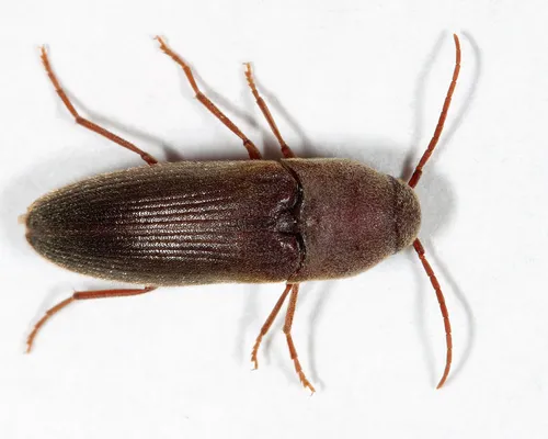 Onichodon downiei
