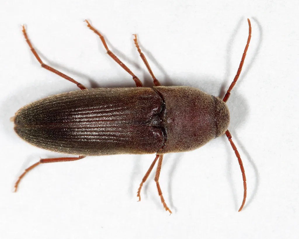 Onichodon downiei - photo 2