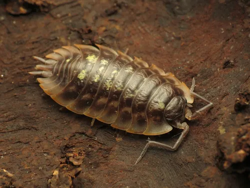 European Sowbug