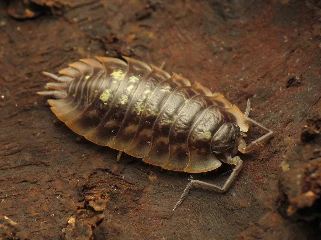 European Sowbug - photo 2