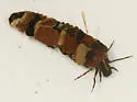 Onocosmoecus unicolor